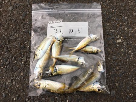 無限豆アジング