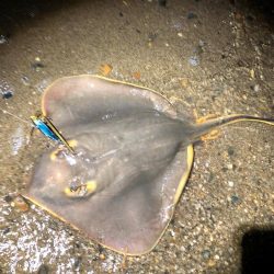 フラットフィッシュ　３種盛り