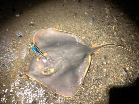 フラットフィッシュ　３種盛り