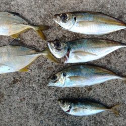 エビ撒き釣りで尺アジGET！！