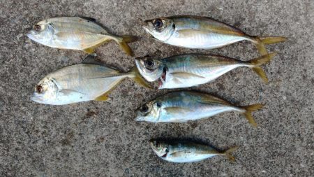 エビ撒き釣りで尺アジGET！！