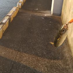 サバ、サバ、サバ!