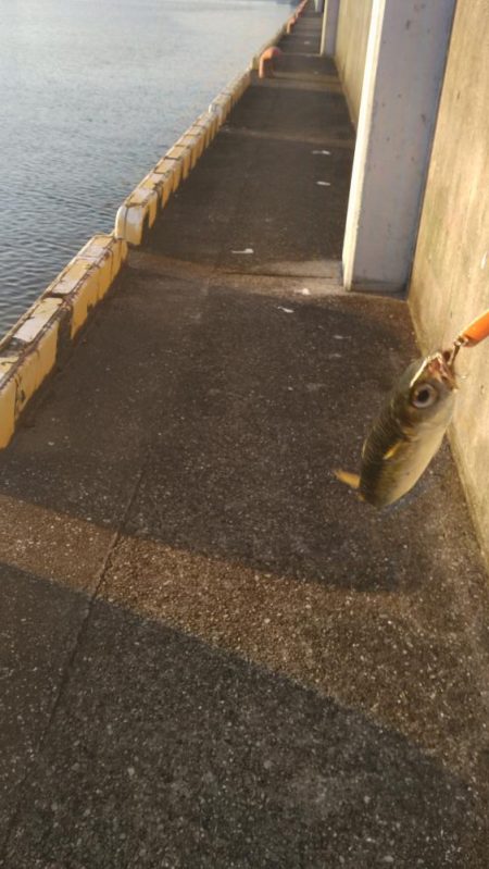 サバ、サバ、サバ!