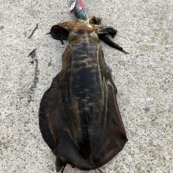 2021 佐渡ヶ島 エギング 24回目