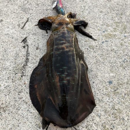 2021 佐渡ヶ島 エギング 24回目