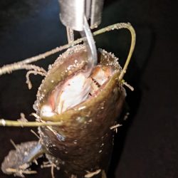 秋ナマズ　感謝の2匹