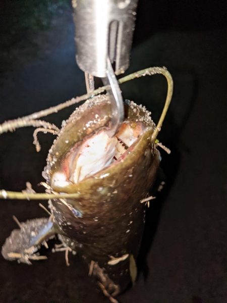 秋ナマズ　感謝の2匹