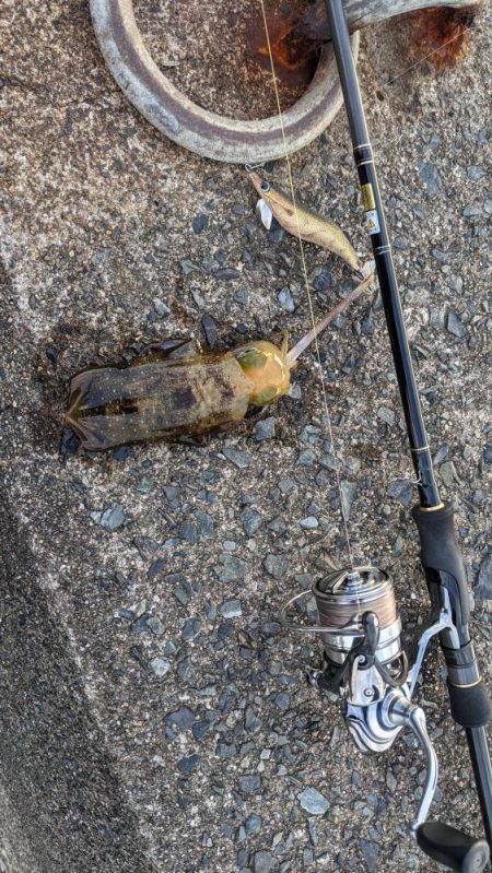 遠征！ええサイズで楽しめました(・x・*)