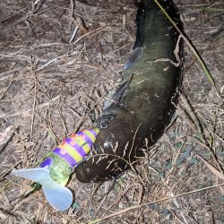 ガセネタ（笑）