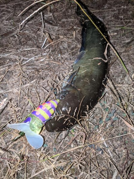 ガセネタ（笑）