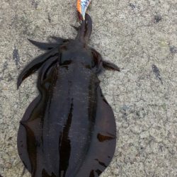 2021佐渡ヶ島 エギング 31回目