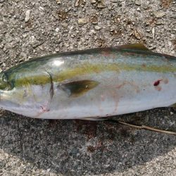 沖堤ショアジギングでメジロ、ハマチ、タチウオ