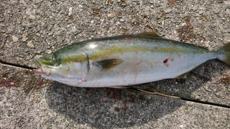 沖堤ショアジギングでメジロ、ハマチ、タチウオ