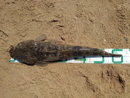 久々釣行でフラットラッシュ