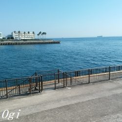 カワハギ&大サバ祭り！！