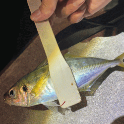 懲りずにナイトエギングにチャレンジ