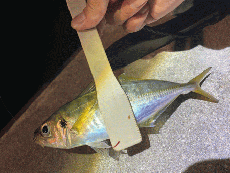 懲りずにナイトエギングにチャレンジ