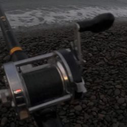 カツオが順調に釣れています