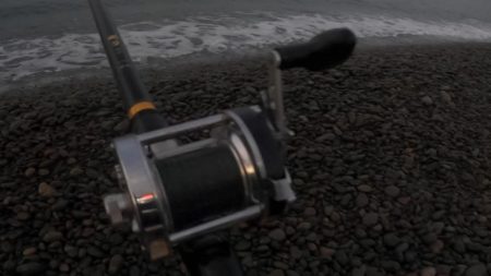 カツオが順調に釣れています