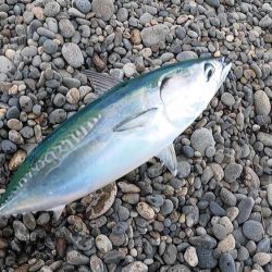 スマ(平ソーダカツオ)一匹だけでした。