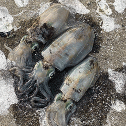 姫路離島のアジとケンサキイカとアオリイカ