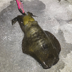 ナイトエギングでアオリイカとケンサキイカを狙う