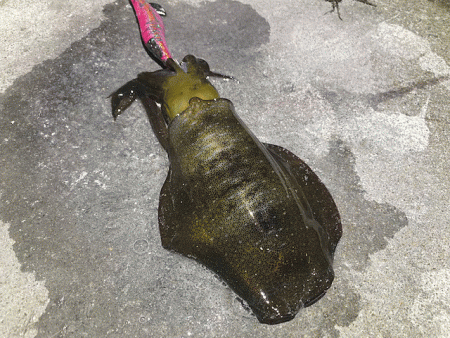 ナイトエギングでアオリイカとケンサキイカを狙う