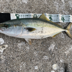 離島での底ネチネチなナイトエギングとショアジギング