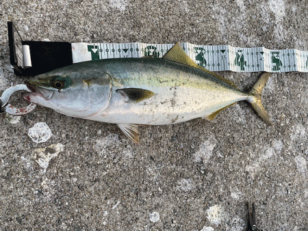 離島での底ネチネチなナイトエギングとショアジギング