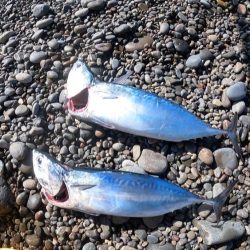 カツオ、ムラあるも順調です。