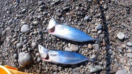 カツオ、ムラあるも順調です。