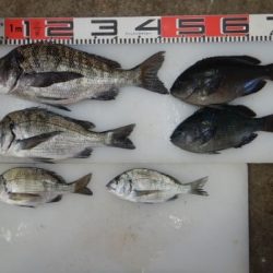 のとじま臨海公園海づりセンター 釣果