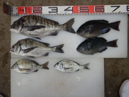 のとじま臨海公園海づりセンター 釣果