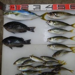 のとじま臨海公園海づりセンター 釣果