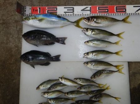 のとじま臨海公園海づりセンター 釣果