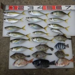 のとじま臨海公園海づりセンター 釣果