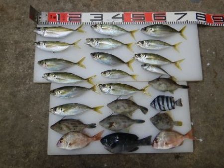 のとじま臨海公園海づりセンター 釣果