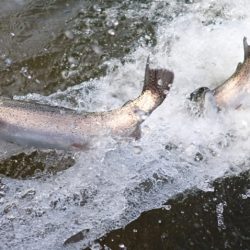 フィッシングレイクたかみや 釣果