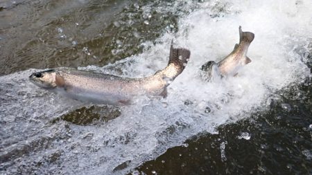 フィッシングレイクたかみや 釣果