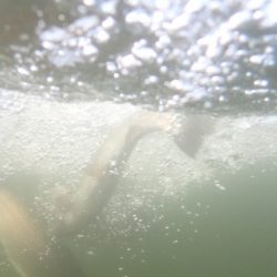 フィッシングレイクたかみや 釣果