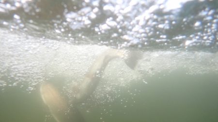 フィッシングレイクたかみや 釣果