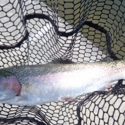 フィッシングレイクたかみや 釣果