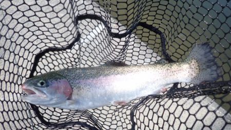 フィッシングレイクたかみや 釣果