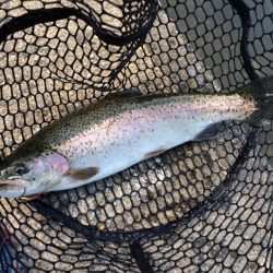 フィッシングレイクたかみや 釣果