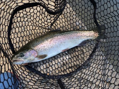 フィッシングレイクたかみや 釣果