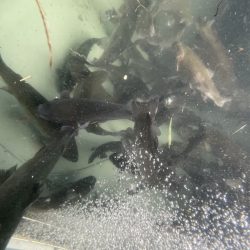 フィッシングレイクたかみや 釣果