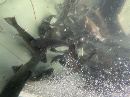 フィッシングレイクたかみや 釣果