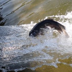 フィッシングレイクたかみや 釣果