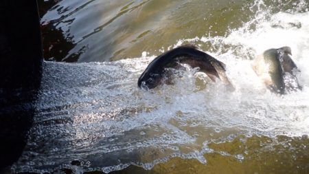フィッシングレイクたかみや 釣果