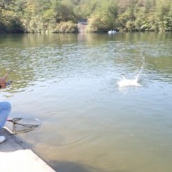 フィッシングレイクたかみや 釣果